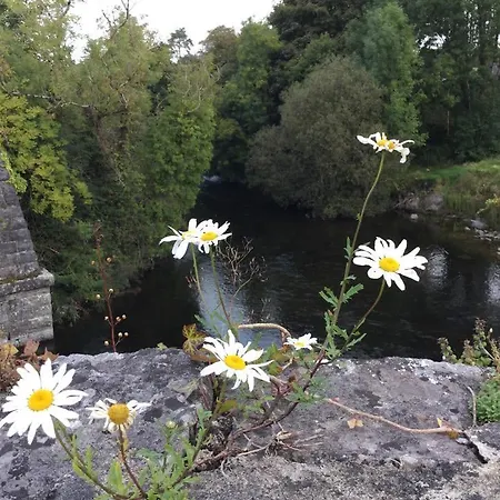 B&B Ryan's River 콩