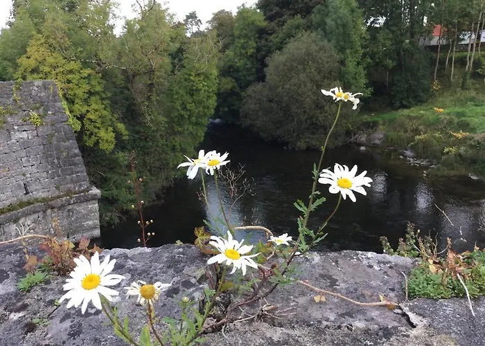 B&B Ryan's River 콩